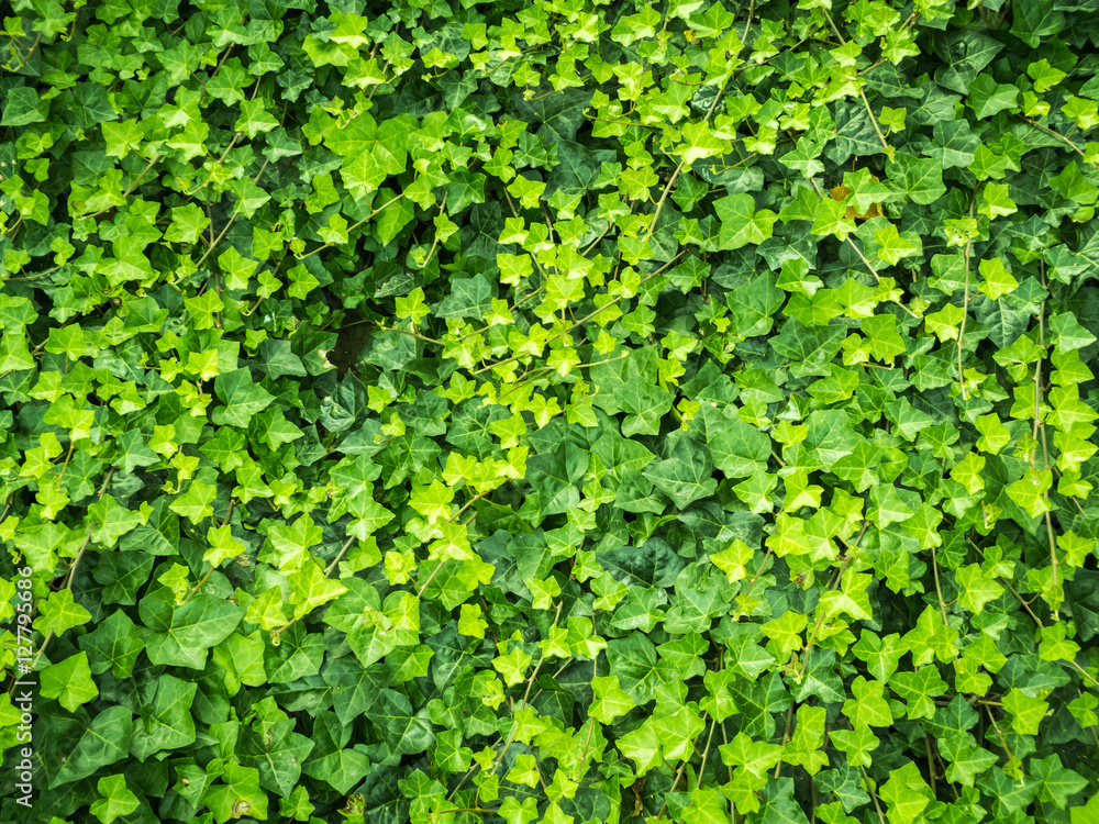Obraz premium Green Leaves Background