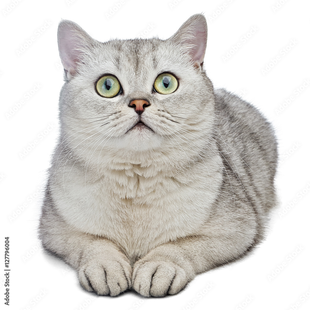 Gray British Shorthair cat laying down and looking up.