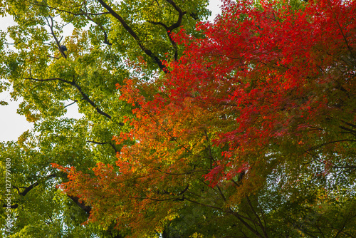 Momiji tree in autumn, Japan