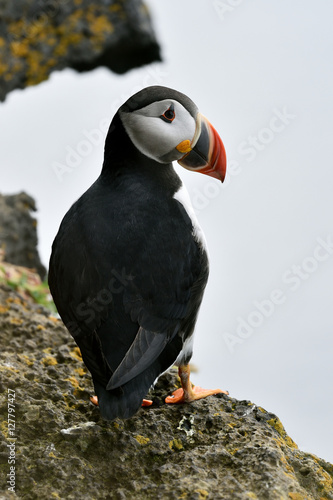 Puffin on the edge of a cliff. Puffin portrait. © Erik Mandre