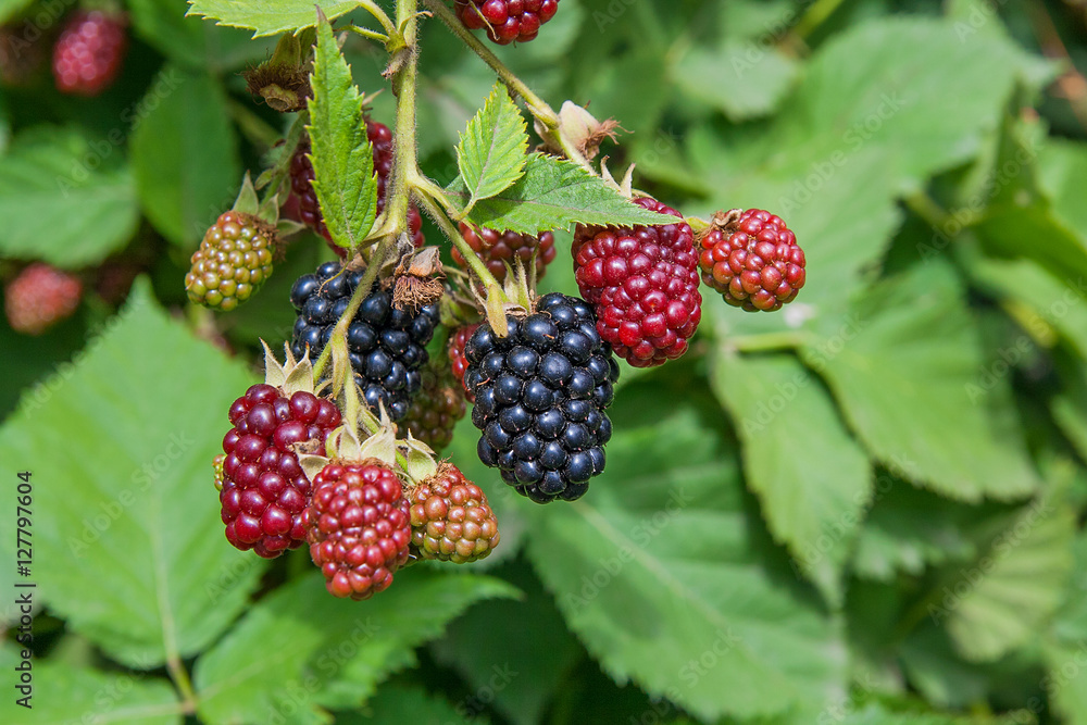 Close up view of a bunch of blackberry. Ripening of the blackber Close up view of a bunch of blackberry. Ripening of the blackber
