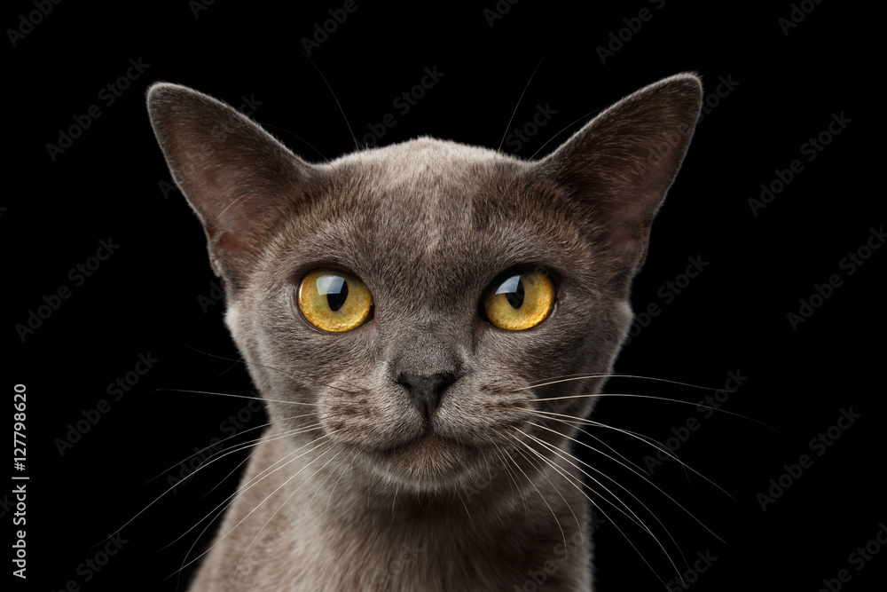 Close-up portrait of Blue Burmese Kitten Curious Looking in camera, on Isolated black background