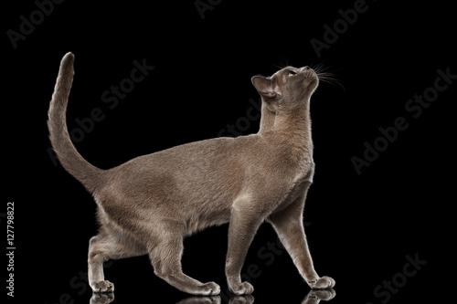 Blue Burmese Kitten, goes to prance and pull head up high, side view, on Isolated black background with reflection
