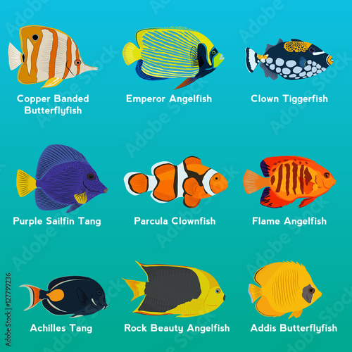 Tropical fish collection vector illustration