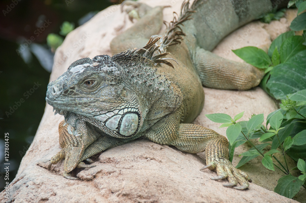 iguane dans la nature iguane dans la nature