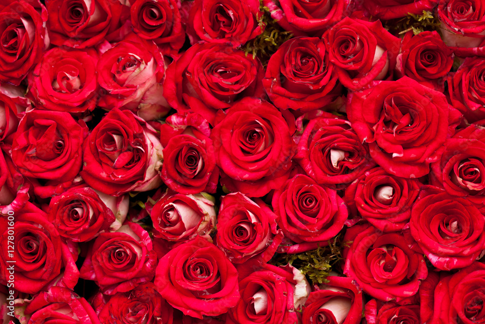 Fototapeta premium Red roses background