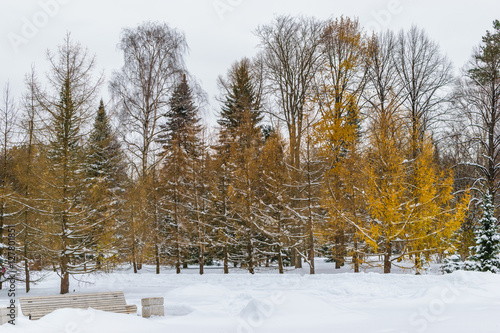 Winter in the Park on Krestovsky island
