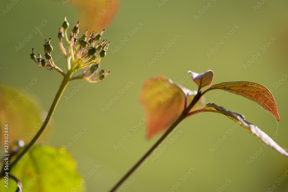 Herbstpflanzen und -blüten. Herbstpflanzen und -blüten.