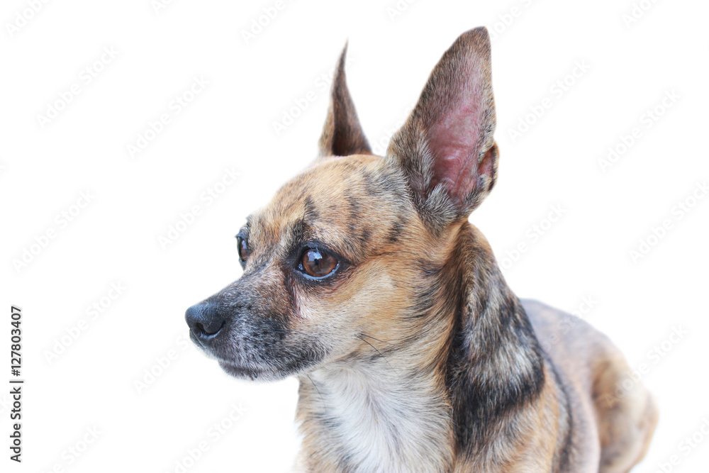 Mother Chihuahua. Looks cute look forward with eyes bright.