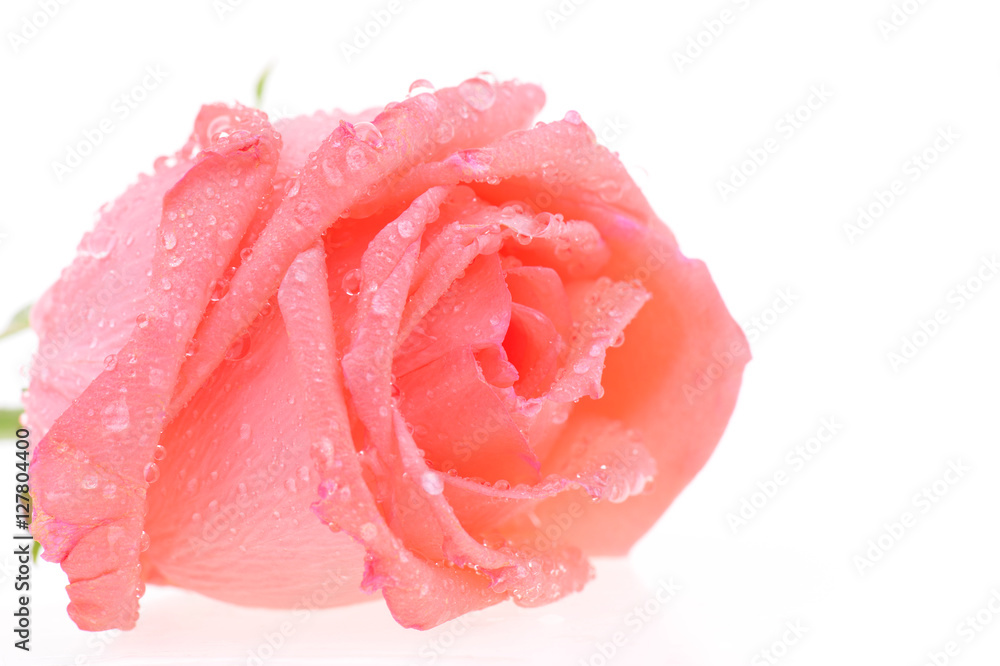 Pink flowers on a white background Pink flowers on a white background
