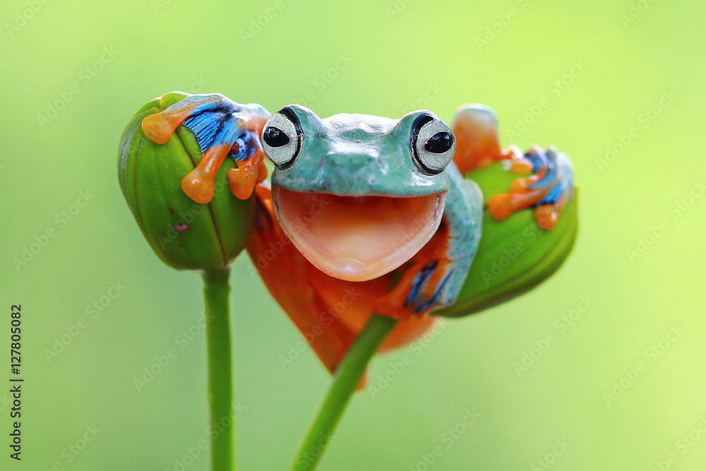 Tree frog smile - obrazy, fototapety, plakaty 