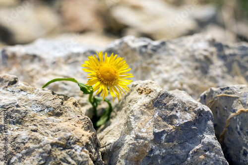 Fototapeta Naklejka Na Ścianę i Meble -  Lonely yellow dandelion growing in small rocks