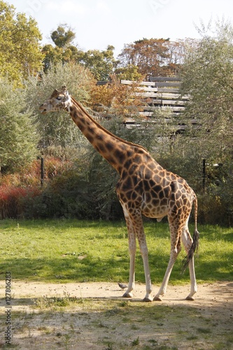 Girafe du zoo de Vincennes