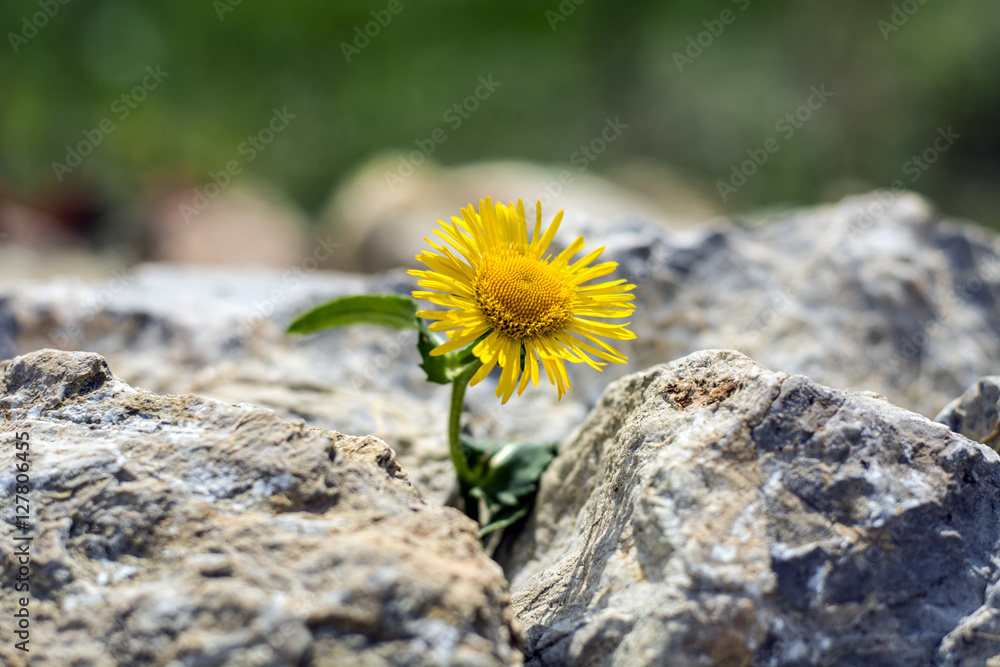 Fototapeta premium Narastająca żółta dandelion kwiatu flanca w skałach