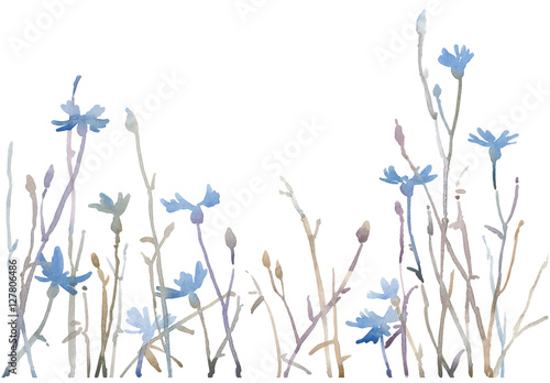 Watercolor hand painted blue cornflowers. Vector illustration isolated on white background. Can be used as border.