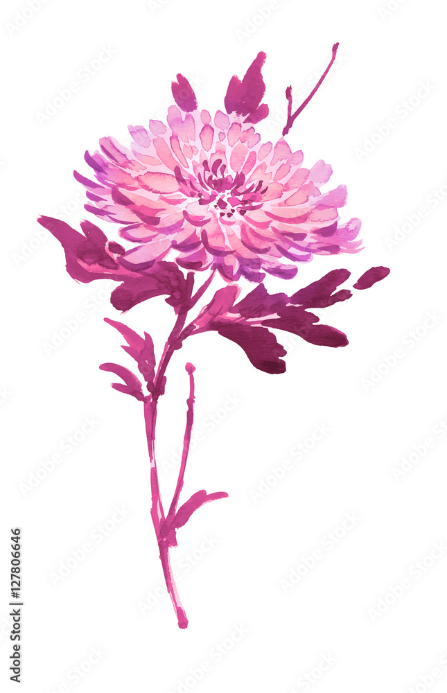 Ink illustration of blooming flower, chrysanthemum. Sumi-e, u-sin, gohua painting stile, colored in pink and purple colors. Silhouette made up of brush strokes isolated on white background.