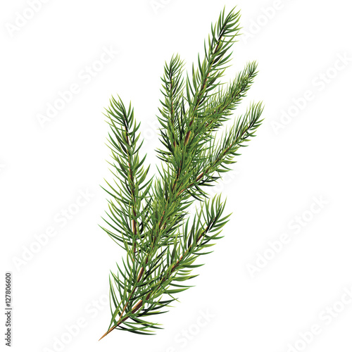 Spruce branches. Christmas tree branch. Vector Vector