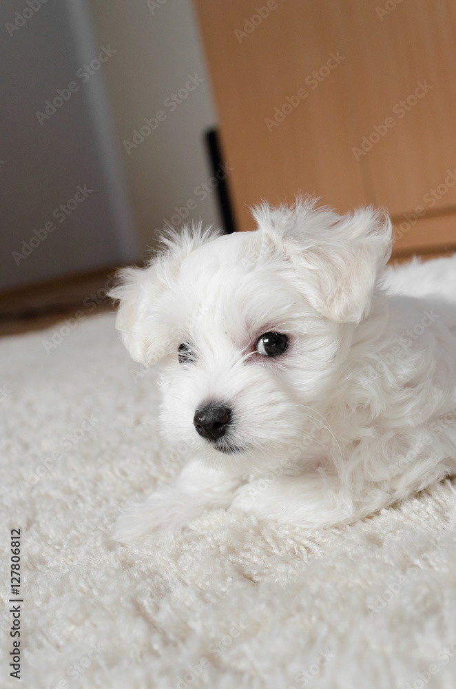 Cute little white puppy sitting on a carpet