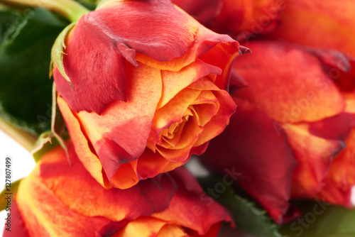 Bouquet of roses over white isolated background