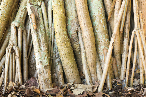 Tree roots of Pandanus tectorius on leaf covered ground © Patrick
