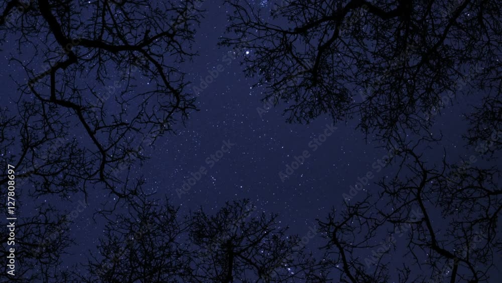 10938 night sky stars between trees time lapse star trail
