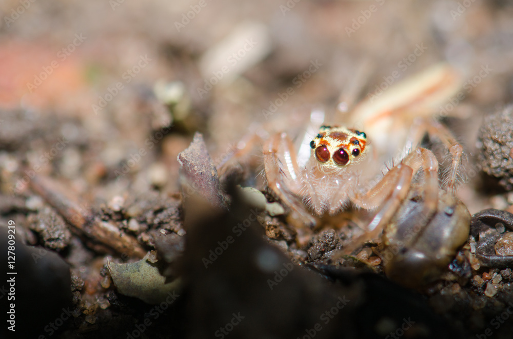 There are several spider eye color has many eye Details of spider legs. Waiting to prey on nests.