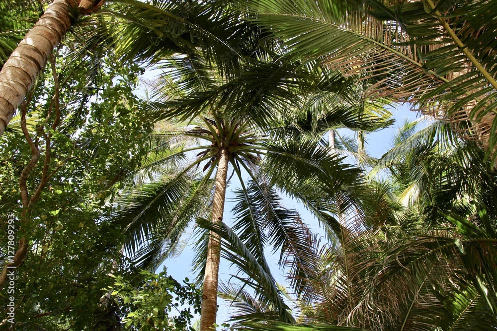 Obraz premium Sun streaming through pam trees