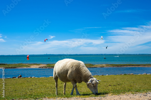 Am Hochwasserdamm in Lemkenhafen auf Fehmarn photo