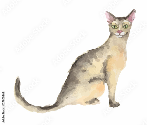 Isolated watercolor cat sitting on white background. Abyssinian.