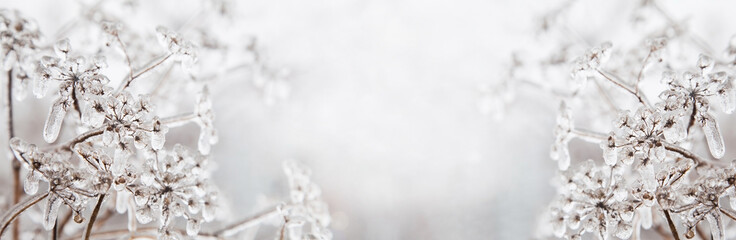 Some frozen beautiful aise-weed plants covered with icicles. Winter background. Free space for text. Selective focus. Shallow depth of field.