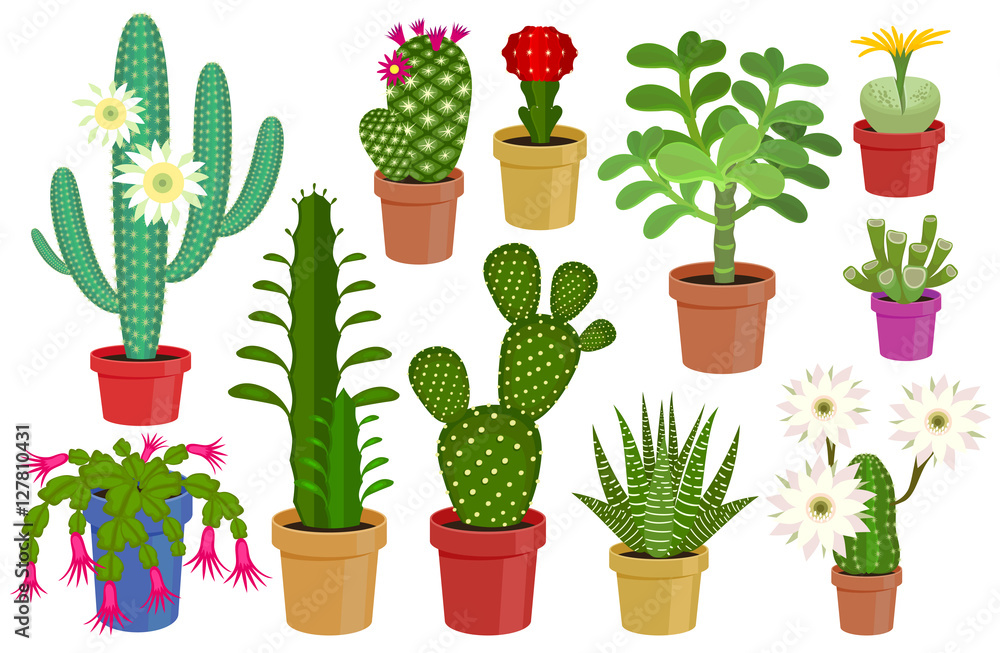 Vector illustration cactus. Vector illustration cactus.