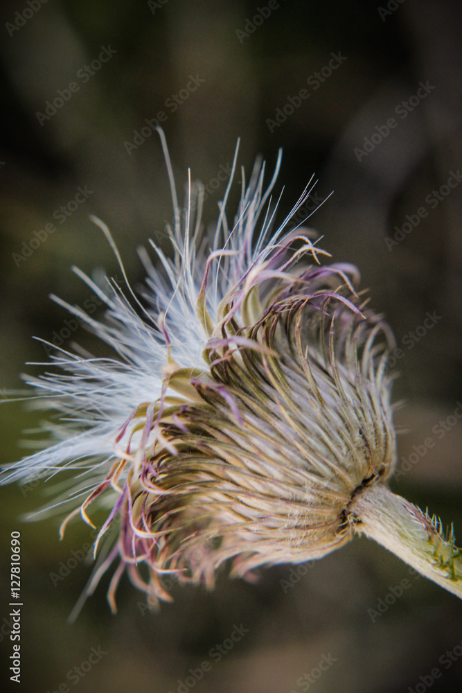 flower flower