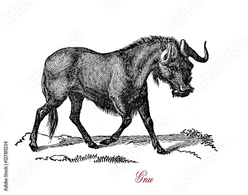 Wildebeest or gnu is a nomadic game species native from Africa  herbivore  horned and with broad muzzle.