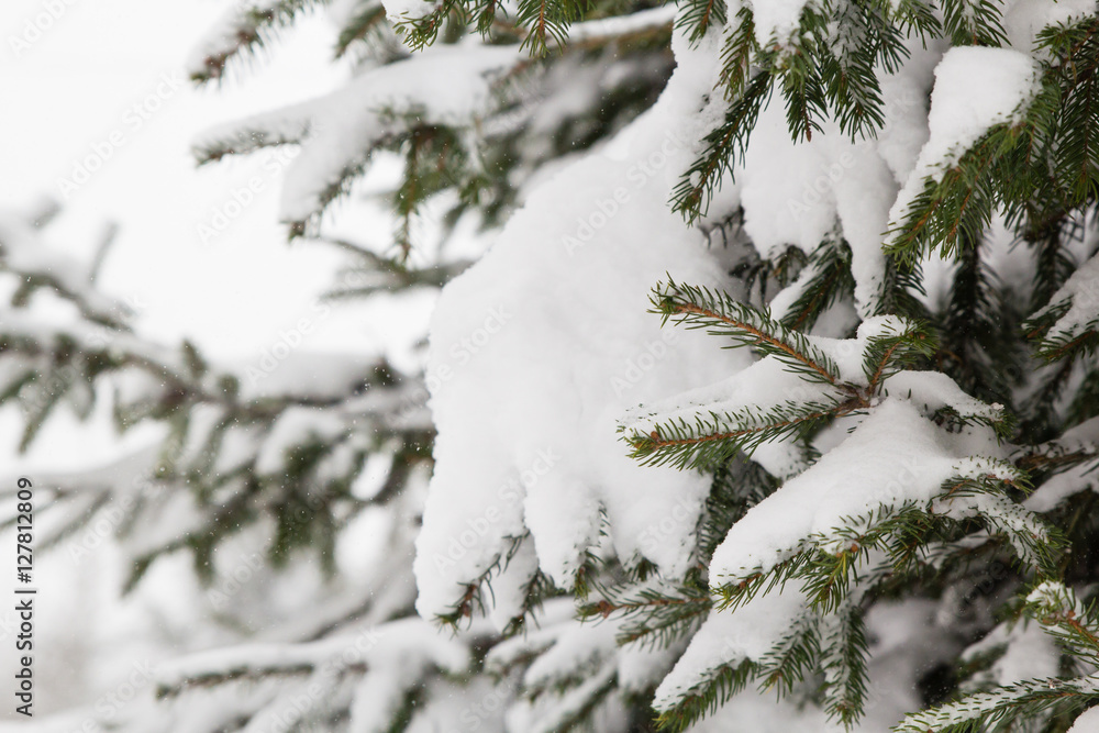 Green Christmas tree branches in white snow