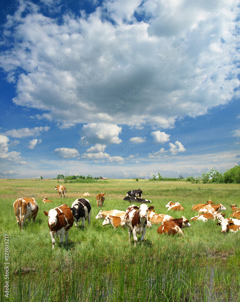 Cows grazing on a green summer meadow Cows grazing on a green summer meadow