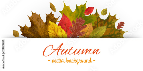 Autumn tematic vector leafs backgound photo