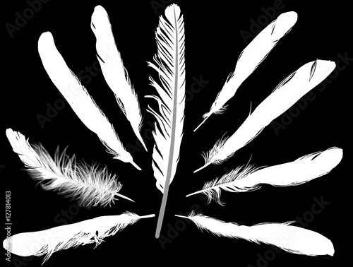 nine thin white feathers isolated on black