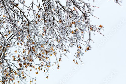 Frozen tree branches in winter