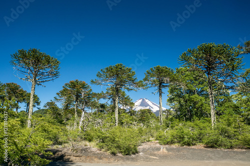 Vulkan Conguillo mit Araukarien photo