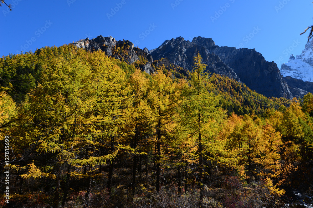 Autumn tree color at Yading national reserve at Daocheng County, in the southwest of Sichuan Province, China.