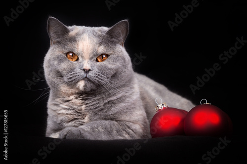 BKH Katze ganz weihnachtlich © Wabi-Sabi Fotografie