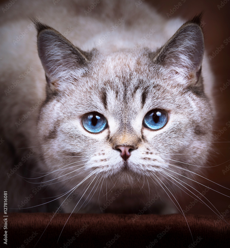 Britisch Kurzhaar Katze mit blauen Augen - Point