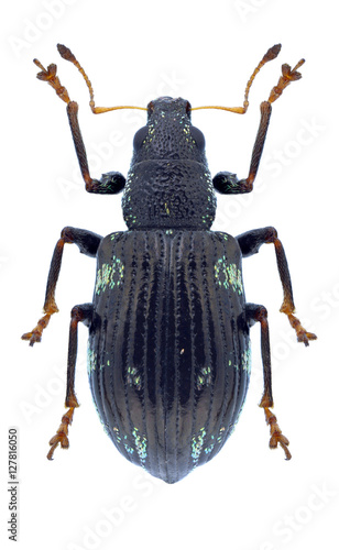 Beetle Polydrusus picus on a white background photo