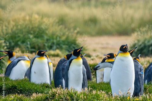 K  nigspinguine an der Bahia In  til