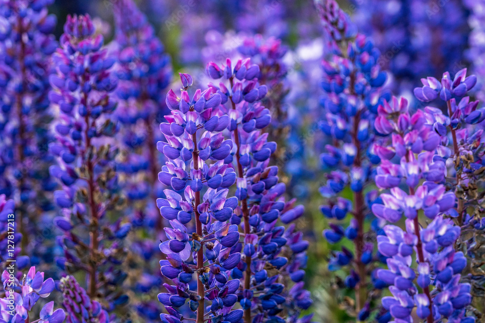 Blumen Blumen
