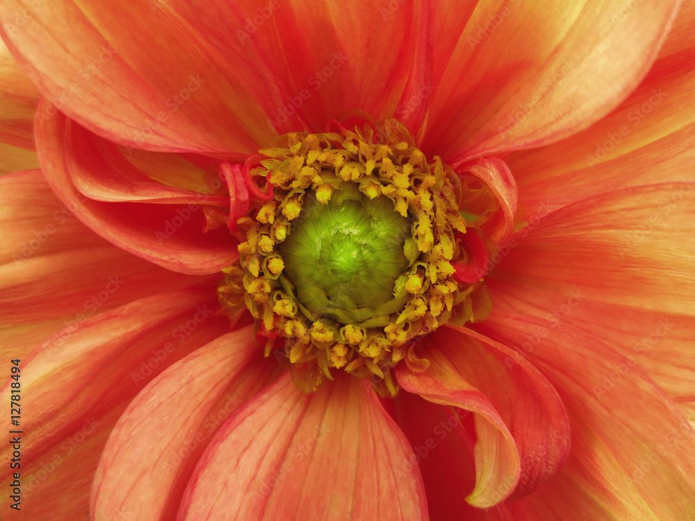 Red yellow dahlia flower. Macro. yellow pistils, stamens. Green Center. Nature. . Red yellow dahlia flower. Macro. yellow pistils, stamens. Green Center. Nature. .