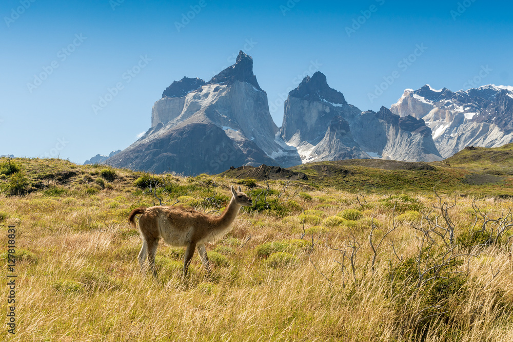 Naklejka premium Torres del Paine, Chile
