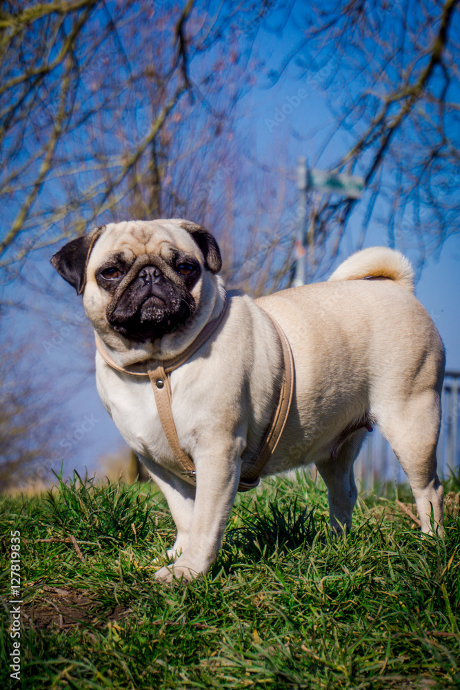 Pug dog.  dog portrait