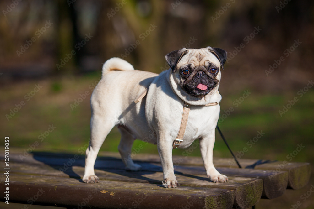 Obraz premium Pug dog. dog portrait