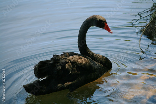 Black Swan